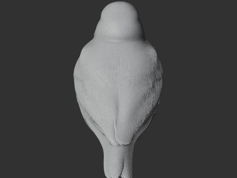 Ashy-crowned sparrow-lark 3D Model
