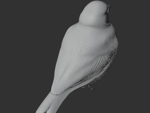 Ashy-crowned sparrow-lark 3D Model