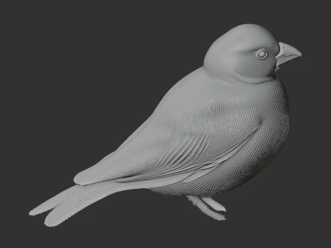 Ashy-crowned sparrow-lark 3D Model