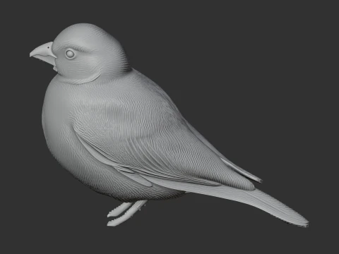 Ashy-crowned sparrow-lark 3D Model