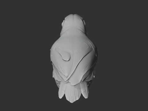 Ashy-headed babbler 3D Model