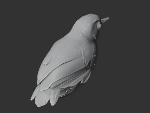 Ashy-headed babbler 3D Model