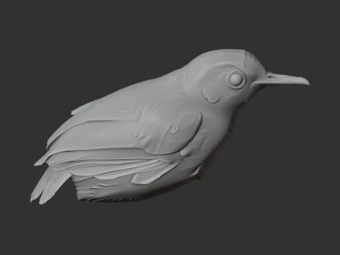 Ashy-headed babbler 3D Model