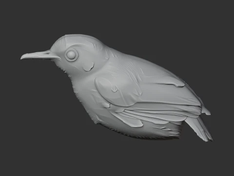 Ashy-headed babbler 3D Model