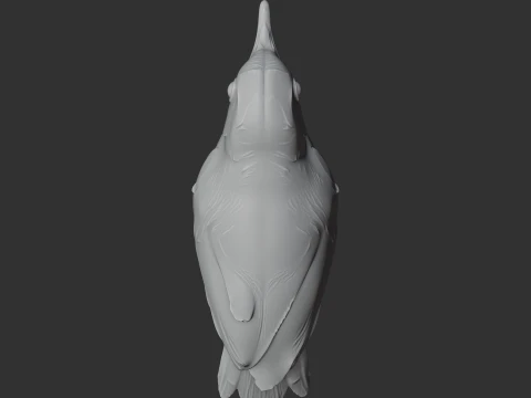 Ashy-headed babbler 3D Model