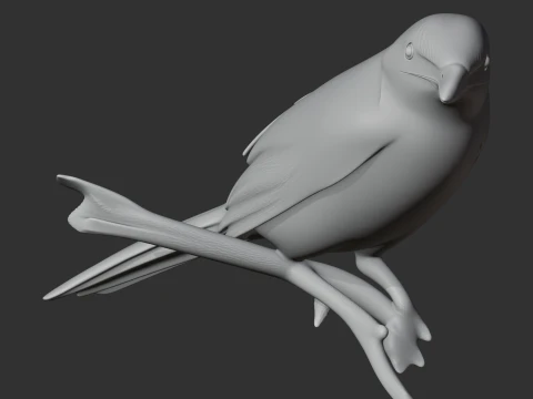 Ashy-headed laughingthrush 3D Model
