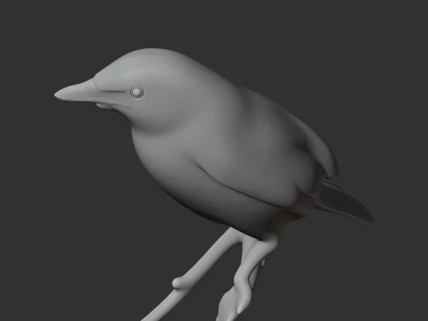 Ashy-headed laughingthrush 3D Model