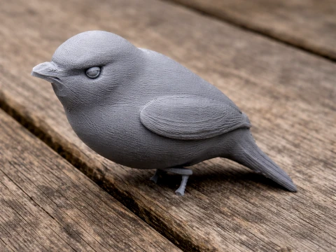 Ashy-headed tyrannulet 3D Model