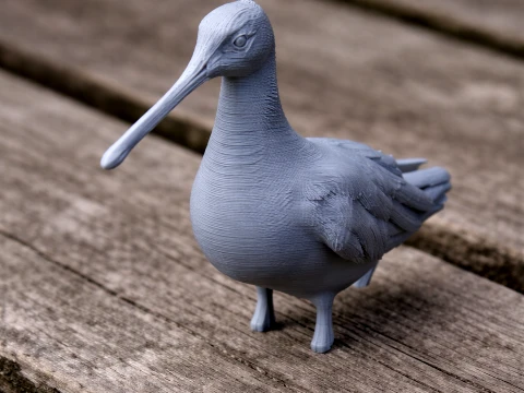 Asian dowitcher Modèle 3D
