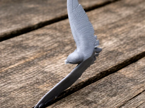 Asian palm swift 3D Modell