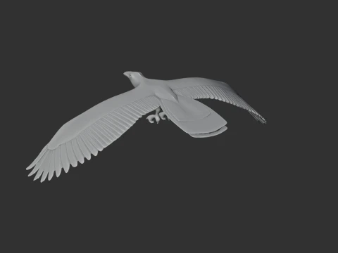 Asir magpie 3D Model