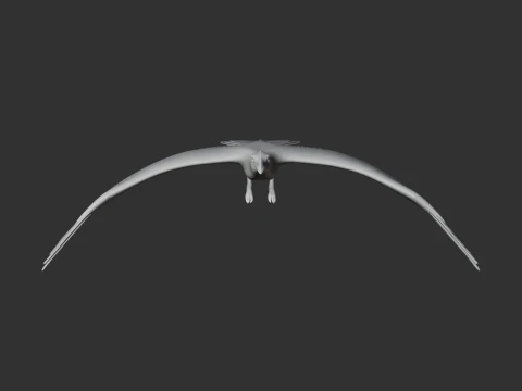 Asir magpie 3D Model