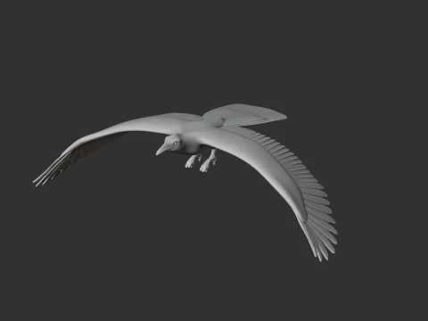Asir magpie 3D Model
