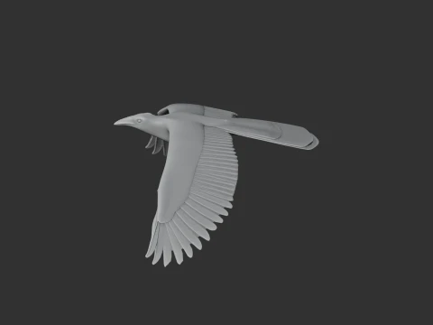 Asir magpie 3D Model