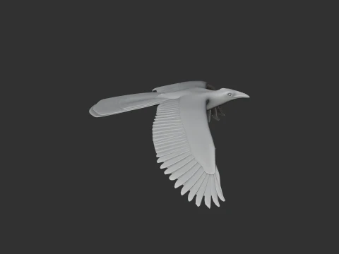 Asir magpie 3D Model
