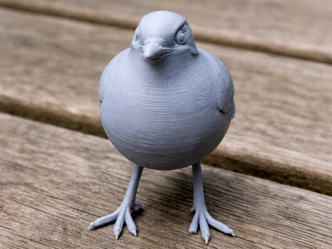 Assam laughingthrush 3Dモデル