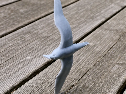 Atlantic petrel 3Dモデル