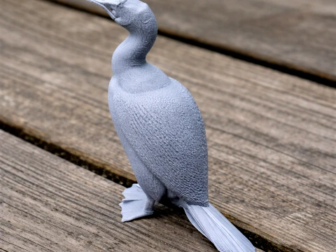 Auckland shag 3Dモデル
