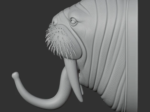 Walrus HEAD WALL HANGER COAT AND KEY HOLDER HOOK 3D Model