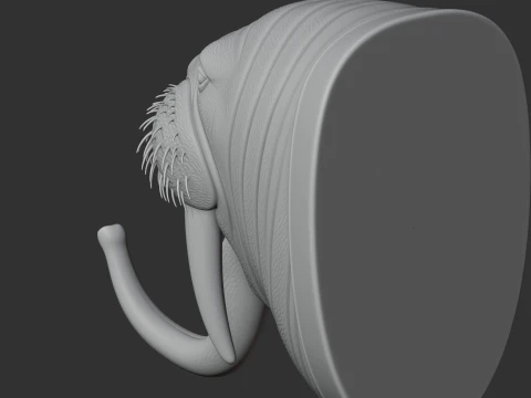 Walrus HEAD WALL HANGER COAT AND KEY HOLDER HOOK 3D Model