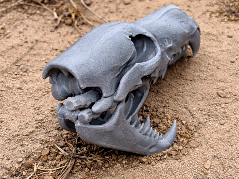 Череп африканського вовка 3D Модель