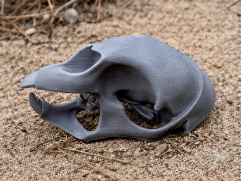 Череп Альпака 3D Модель