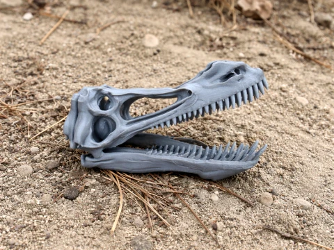 Череп Анхангуера 3D Модель