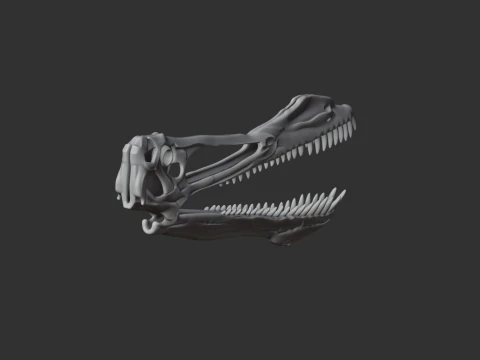 Anhanguera Skull 3D Model