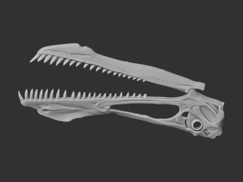 Anhanguera Skull 3D Model