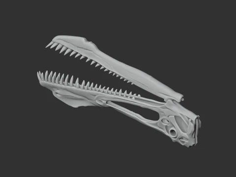 Anhanguera Skull 3D Model