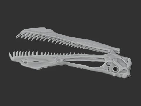 Anhanguera Skull 3D Model