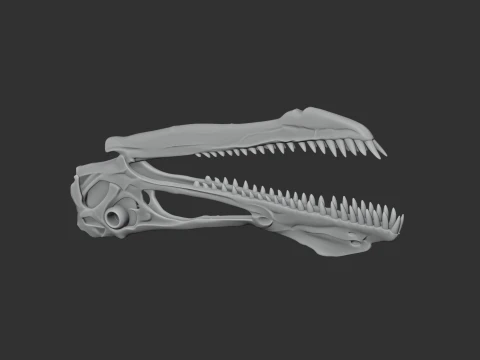 Anhanguera Skull 3D Model
