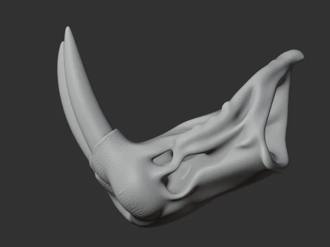 Atlantic Walrus Skull 3D Model