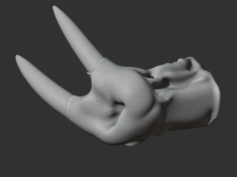 Atlantic Walrus Skull 3D Model
