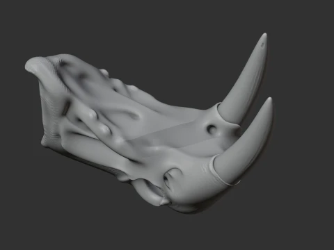 Atlantic Walrus Skull 3D Model