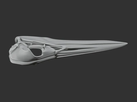 American Bittern Skull 3D Model