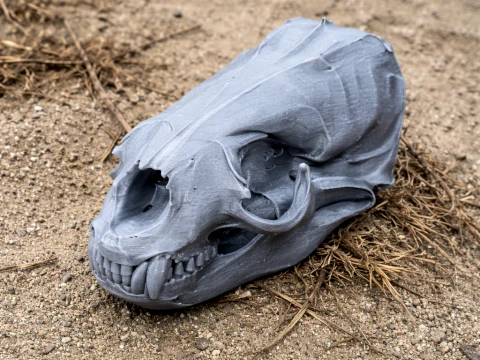 オーストラリアオットセイの頭骨 3Dモデル