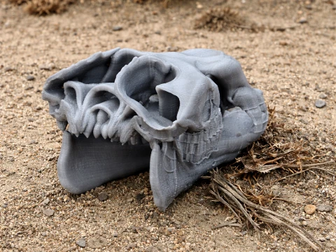 Bactrian Deve Kafatası 3D Model