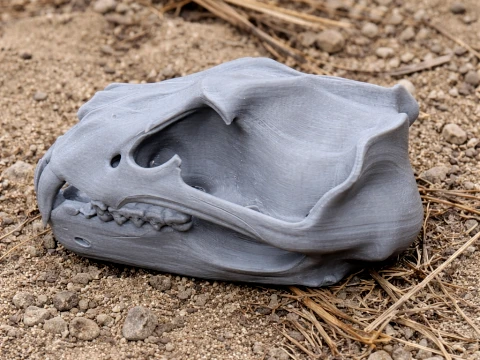 Berberi Aslan Kafatası 3D Model