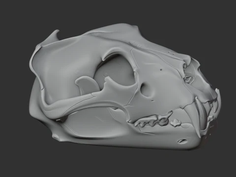 Barbary Lion Skull 3D Model