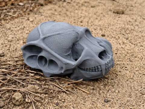 Yarasa Kulaklı Tilki Kafatası 3D Model