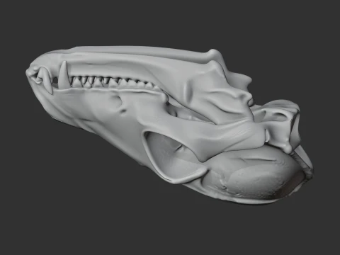 Bat-eared Fox Skull 3D Model