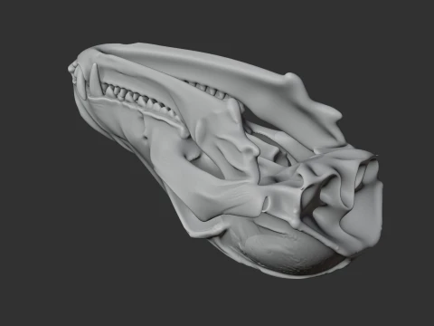 Bat-eared Fox Skull 3D Model
