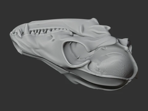 Bat-eared Fox Skull 3D Model