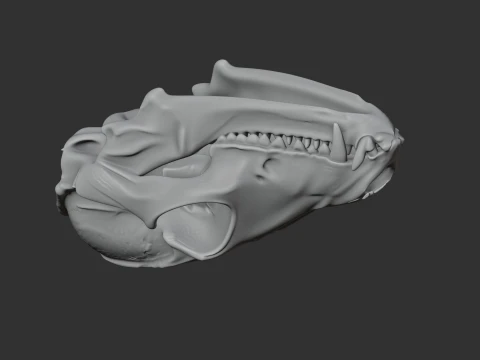 Bat-eared Fox Skull 3D Model