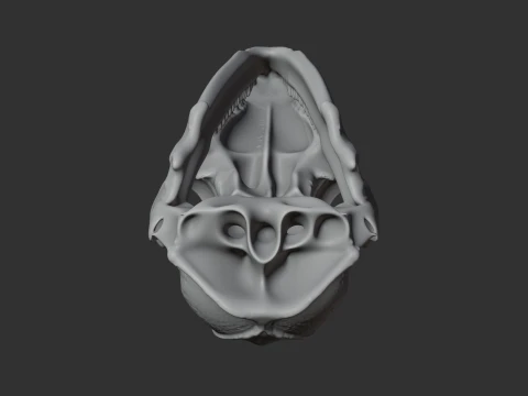 Bat-eared Fox Skull 3D Model