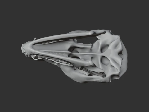 Bat-eared Fox Skull 3D Model