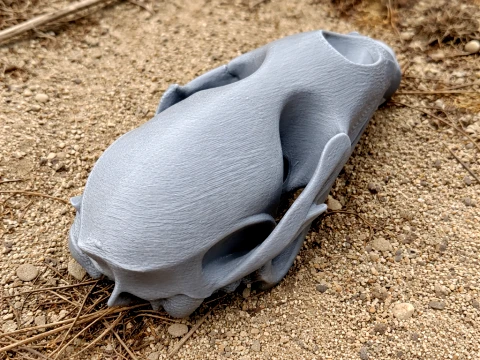 Sakallı Fok Kafatası 3D Model
