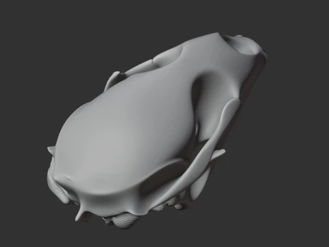 Bearded Seal Skull 3D Model
