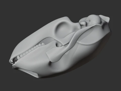 Bearded Seal Skull 3D Model